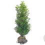 Prunus l. 'Angustifolia' 140-160 cm met kluit