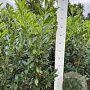 Prunus l. 'Caucasica' 100-120 cm met kluit