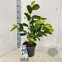 Magnolia loebneri 'Merrill' 50-60 cm 5,0L