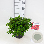 Rhododendron (AJ) 'Arabesk' 25-30 cm 4,0L