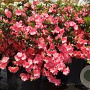 Rhododendron (AJ) 'Blaauw's Pink' 50-60 cm 20L