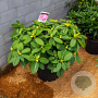 Rhododendron 'Germania' 70-80 cm 40L