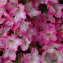 Rhododendron (AJ) 'Izumi-no-mai' 50-60 cm 20L