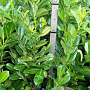 Prunus I. 'Rotundifolia' 125-150 cm met kluit