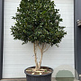 Camellia japonica 300 cm cont. 450L meerstammig solitair