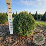 Taxus baccata 80-90 cm met kluit bol