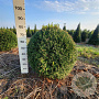 Taxus baccata 80-90 cm met kluit bol