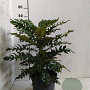 Mahonia media 'Charity' 30-40 cm met kluit