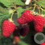 Rubus idaeus 'Tulameen' 60-70 cm 2,0L