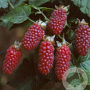 Rubus 'Tayberry' 60-70 cm 2,0L