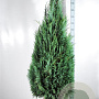 Chamaecyparis l. 'Columnaris' 160-180 cm met kluit
