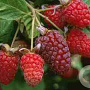 Rubus 'Loganberry' 60-70 cm 2,0L