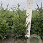 Taxus baccata 40-60 cm met kluit