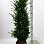 Taxus baccata 120-140 cm met kluit