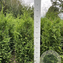 Thuja occ. 'Brabant' 100-120 cm met kluit