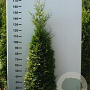 Thuja occ. 'Brabant' 140-160 cm met kluit