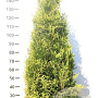 Thuja occ. 'Brabant' 160-180 cm met kluit
