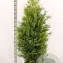 Thuja occ. 'Brabant' 180-200 cm met kluit