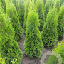 Thuja occ. 'Smaragd' 60-80 cm met kluit