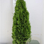Thuja occ. 'Smaragd' 140-160 cm met kluit