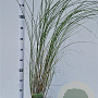 Miscanthus sin. 'Gracillimus' 40-50 cm 2,5L