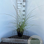 Miscanthus sin. 'Kleine Silbersp.' 30-40 cm 2,5L