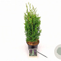 Thuja occ. 'Degroot's Spire' 40-50 cm 2,0L