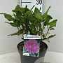 Rhododendron ponticum 20-25 cm 5,0L
