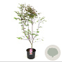Acer pal. 'Atropurpureum' 125-150 cm 15L