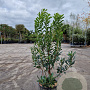 Arbutus unedo 80-90 cm 10L