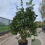Camellia japonica 150-175 cm container meerstammig