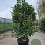 Camellia j. 'California' 175-200 cm container meerstammig