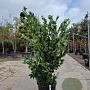 Ligustrum j. 'Texanum' 150-175 cm 30L