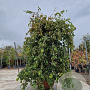 Parrotia persica 'Pendula' 200-250 cm container solitair