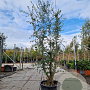 Quercus suber 200-250 cm cont. 70L meerstammig