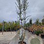 Quercus suber 300-350 cm cont. 70L meerstammig