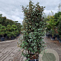 Elaeagnus ebb. 'Compacta' 150-175 cm 50L