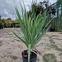 Yucca gloriosa 50-60 cm 10L