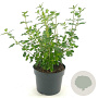 Salvia micr. 'Hot Lips' GM 2,0L