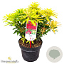 Pieris 'Forest Flame' 30-40 cm 5,0L struik