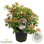 Pieris japonica 'Bonfire' 30-40 cm 5,0L struik