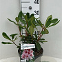 Rhododendron Belami 30-40 cm 5,0L struik