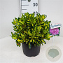Rhododendron 'Blattgold' 30-40 cm 5,0L struik