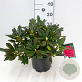 Rhododendron 'Elizab. Red Foliage' 30-40 cm 5,0L struik