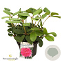 Rhododendron 'Germania' 30-40 cm 5,0L struik