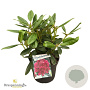 Rhododendron (P) 'Polarnacht' 30-40 cm 5,0L struik