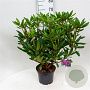 Rhododendron pont. 'Roseum' 30-40 cm 5,0L struik