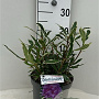 Rhododendron pont. 'Variegatum' 30-40 cm 5,0L struik