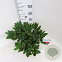 Rhododendron (Y) 'Sneezy' 30-40 cm 5,0L struik