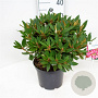 Rhododendron 'Winsome' 30-40 cm 5,0L struik